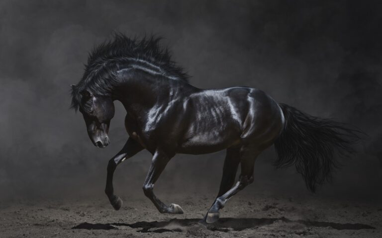 Animales 21 H
